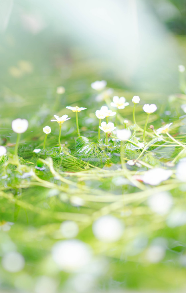 川に咲く花々