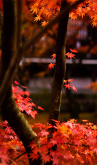 紅葉