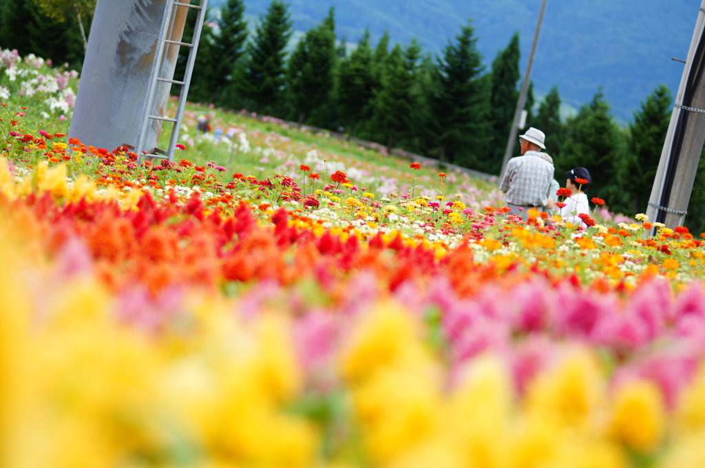 花畑