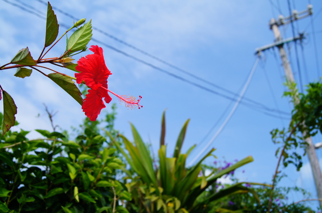 ハイビスカス