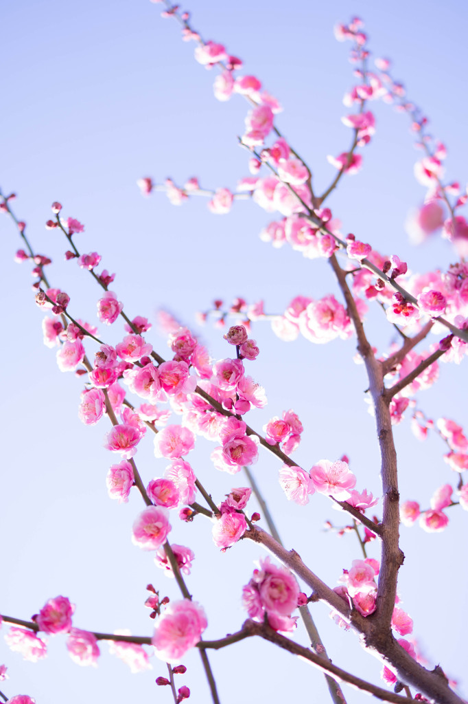 春の空