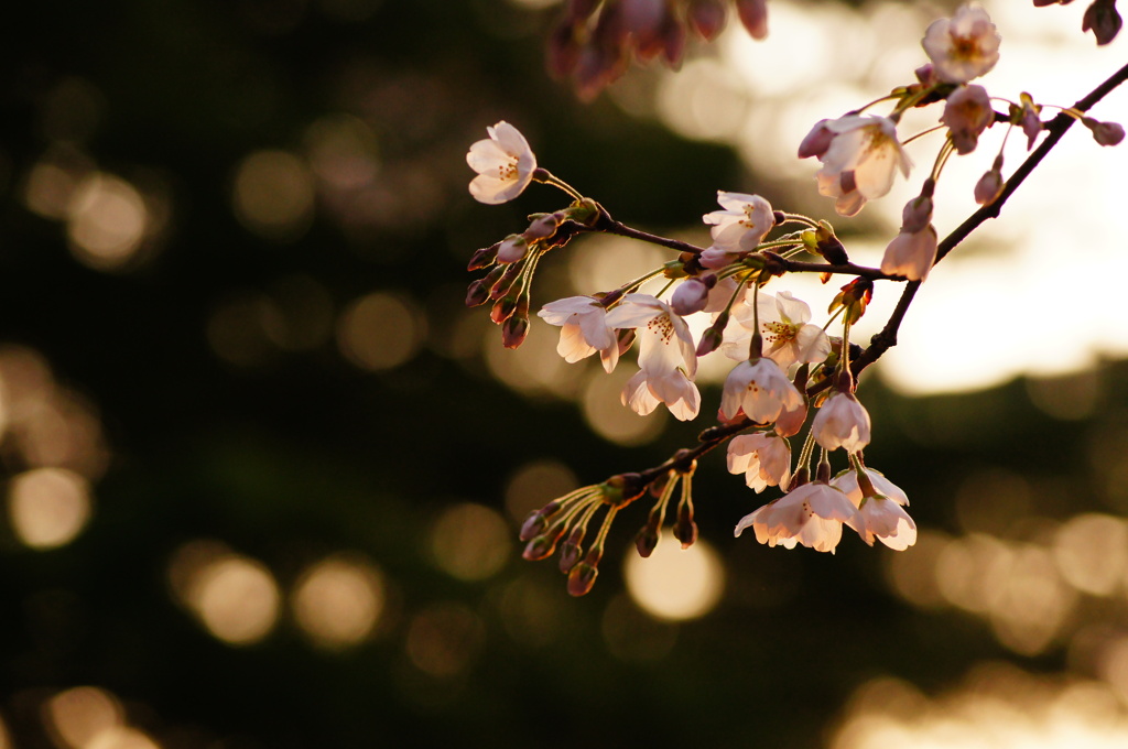 夕桜