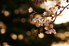 夕桜