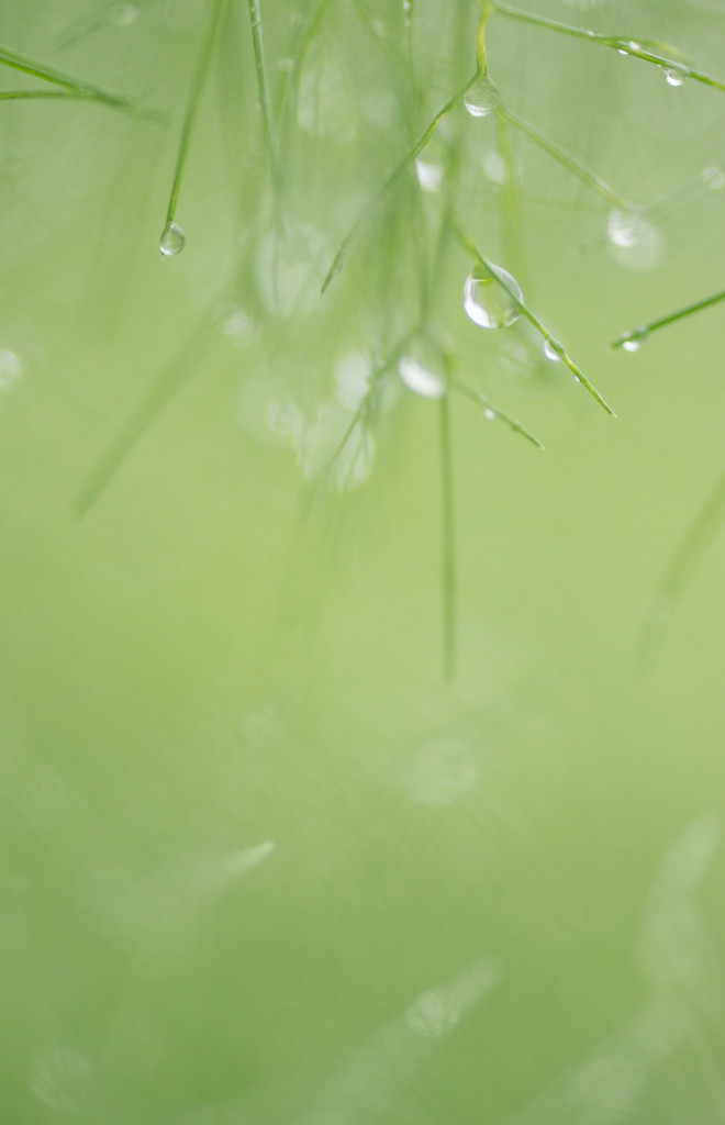 淡雨色