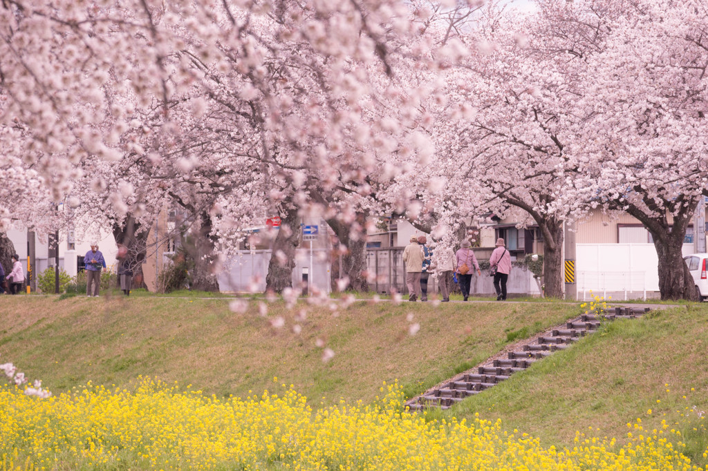 お花見日和