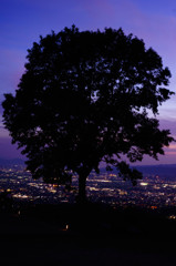 Back Tree