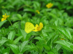 黄色い花と黄色い蝶