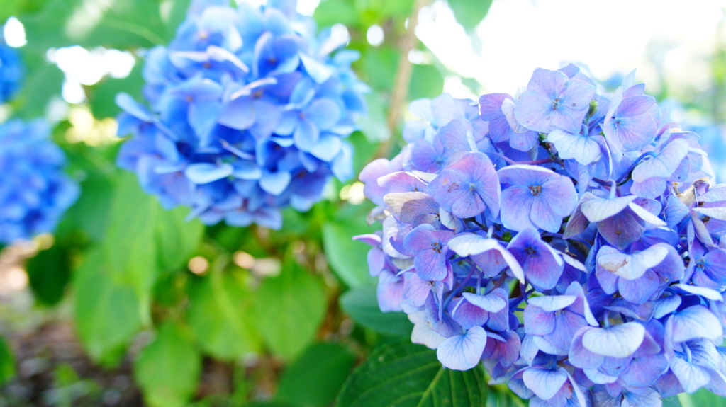 紫陽花