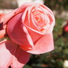 薔薇
