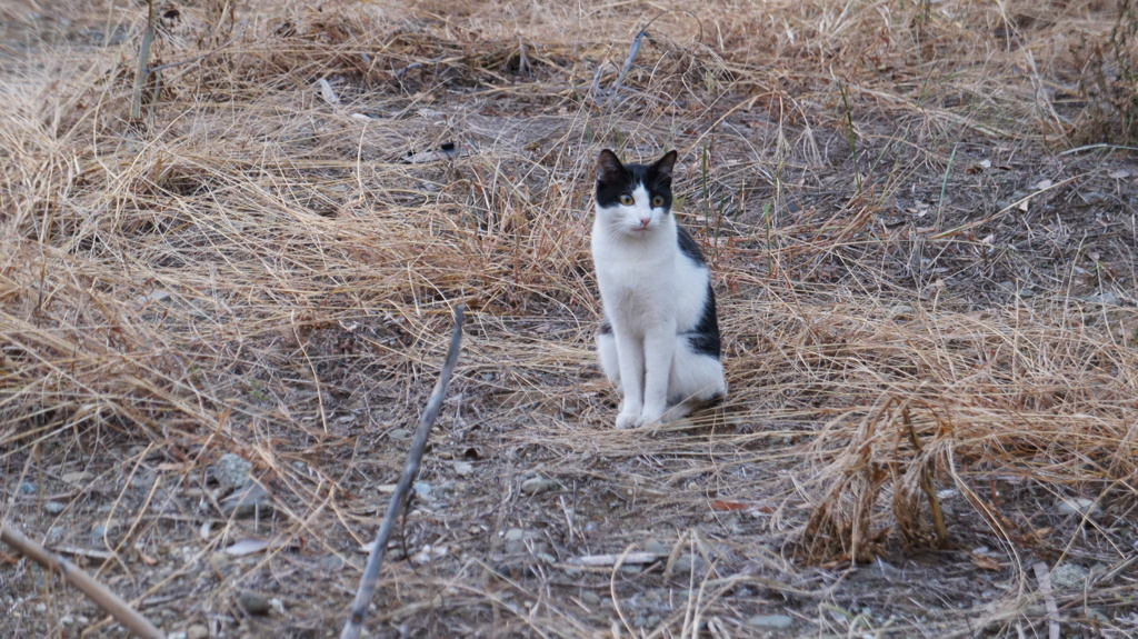 美人な猫様