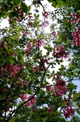 ツツジ燦々と太陽
