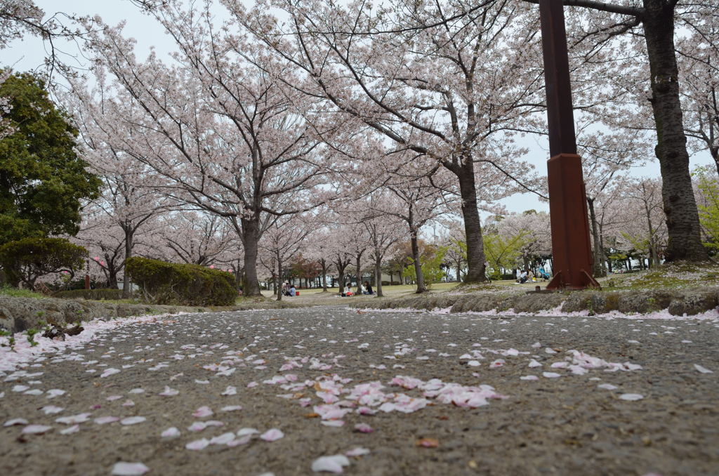 明石公園の桜