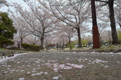明石公園の桜