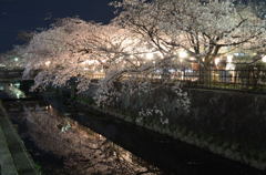 みどり川の桜