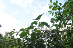 空は晴れて