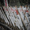 風に揺れて