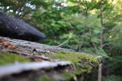 苔の生すまで