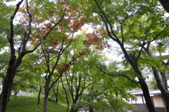 緑の中に
