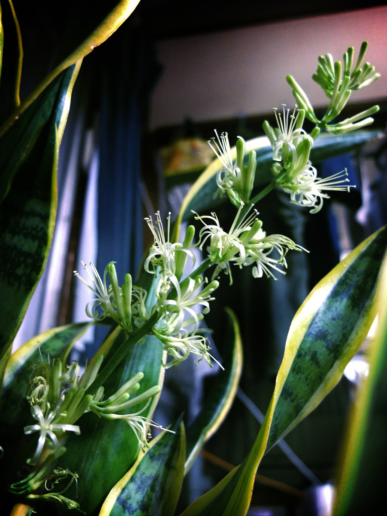夏の花