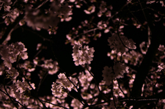 夜桜弐