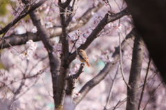 ジョウビタキと桜