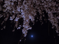 月光と桜