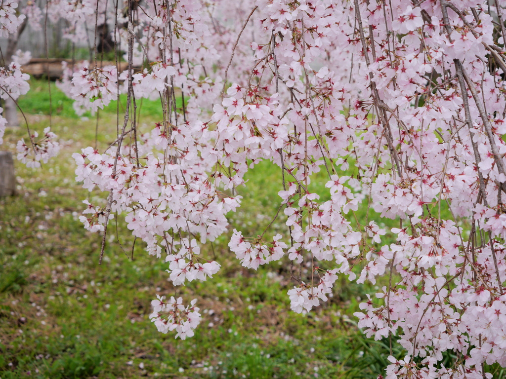 桜