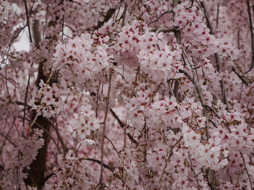 桜