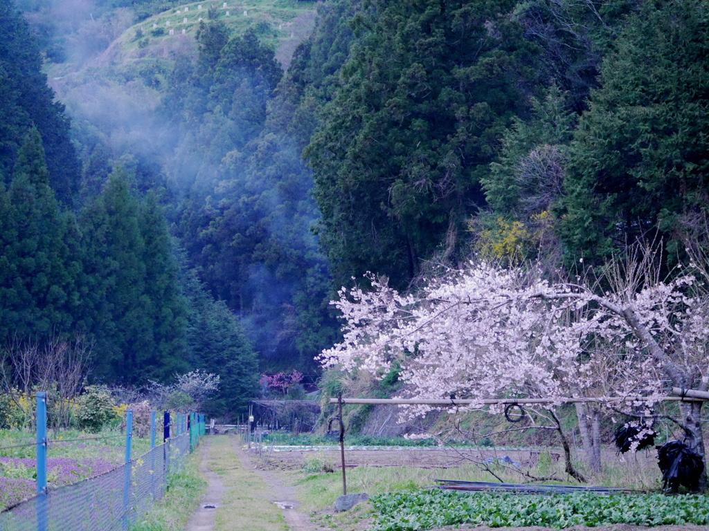 田舎に帰ろう