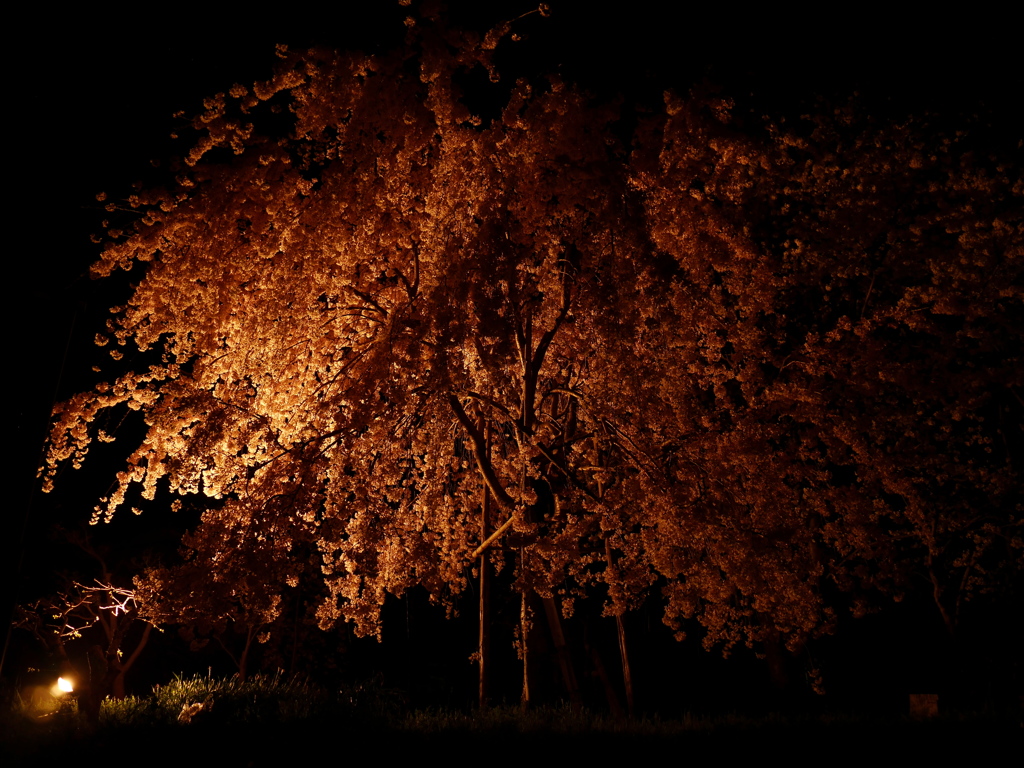 夜桜