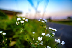 白の花