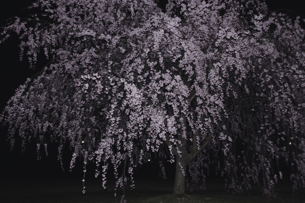 しだれ桜