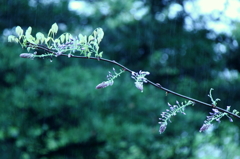 Spring in the rain