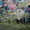 green flowering dogwood tree