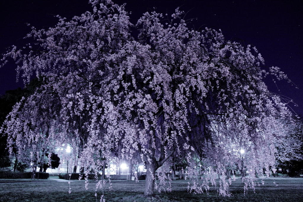 夜桜