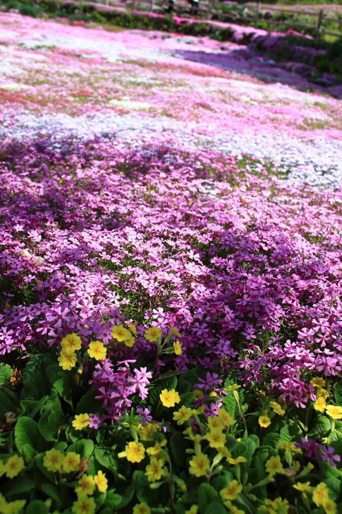 國田家の芝桜