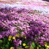 國田家の芝桜