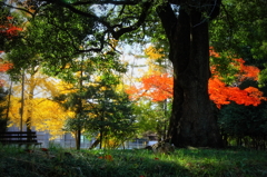 a familiar autumn