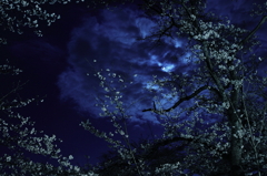 Blue moon & old tree