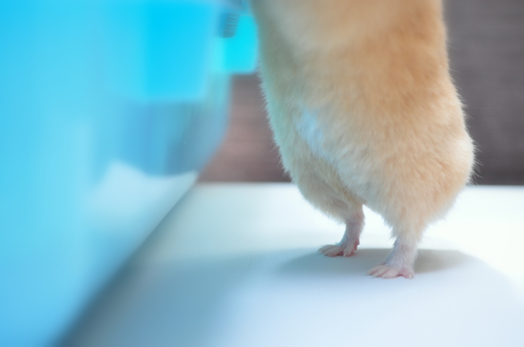 あんよ