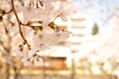 桜2015