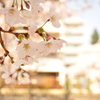 桜2015