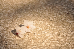 桜2015