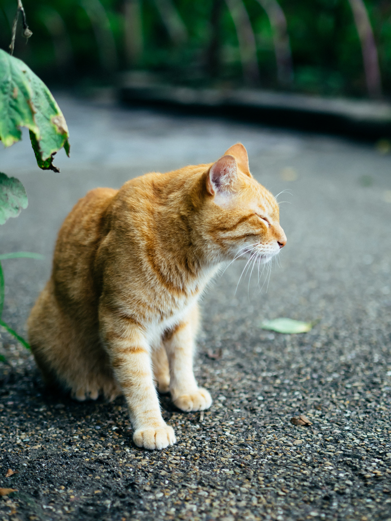 夏の魔物ⅩⅦ