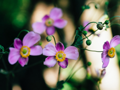 やがて薄れゆく やがて薄れゆく