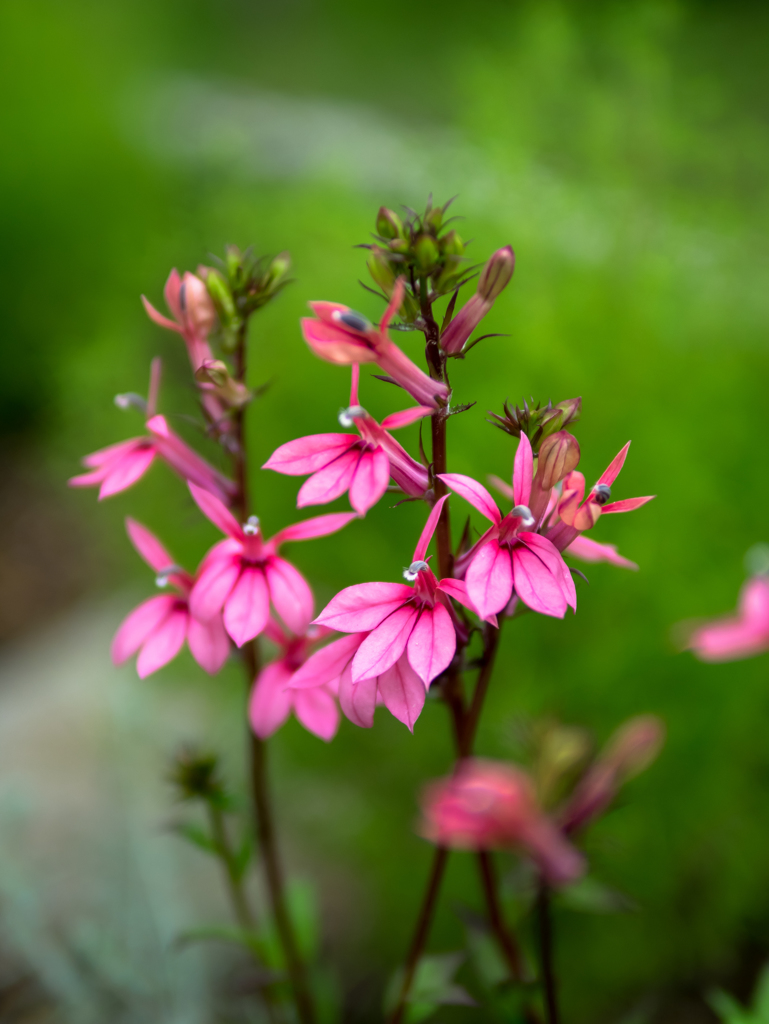 天狗の赤うちわ