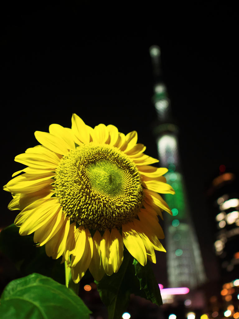 隅田川花火大会