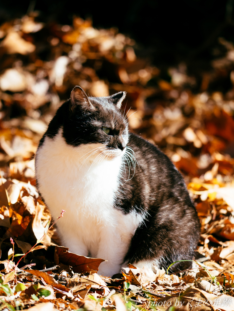 あったかいんだから