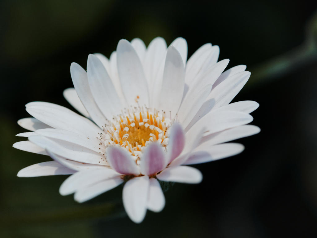 最近のお気に入り