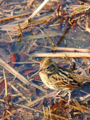 ものもうす！！